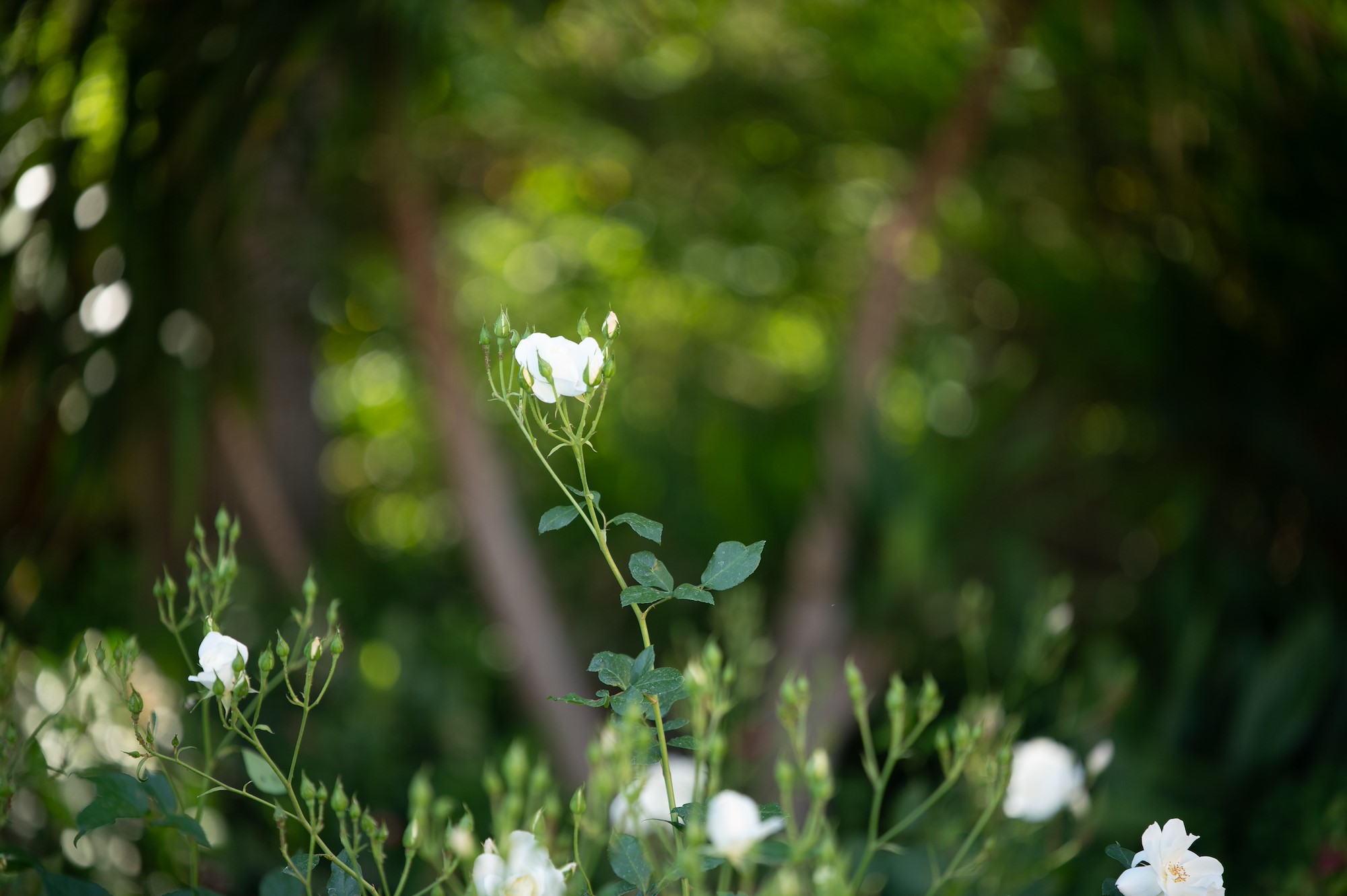 Dr Cloete Jansen van Vuuren 60ste verjaardag Mudboots Photography